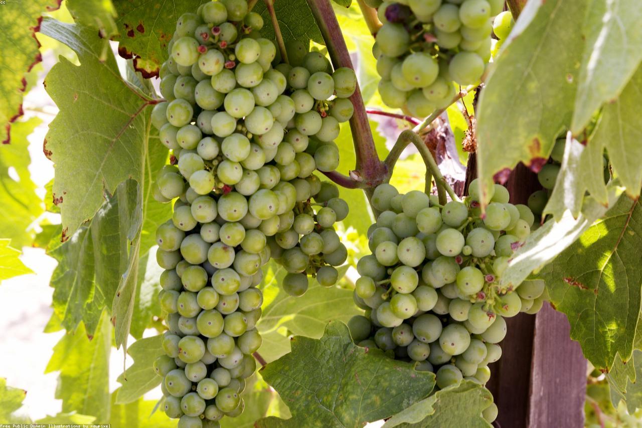 Agriculture and vineyard work